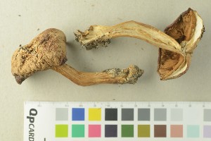  (Cortinarius balteatus - O-F-76387)  @11 [ ] by-nc-sa (2020) Unspecified University of Oslo, Natural History Museum