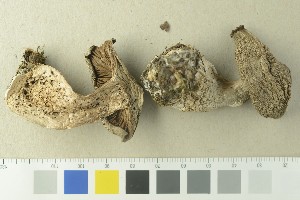  (Cortinarius murinascens - O-F-76390)  @11 [ ] by-nc-sa (2020) Unspecified University of Oslo, Natural History Museum