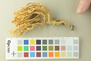  ( - O-F-76393)  @11 [ ] by-nc-sa (2020) Unspecified University of Oslo, Natural History Museum