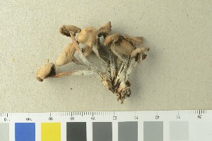  ( - O-F-76397)  @11 [ ] by-nc-sa (2020) Unspecified University of Oslo, Natural History Museum