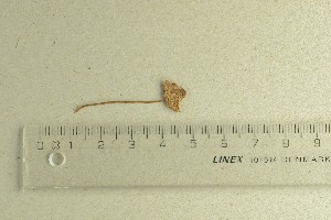  (Conocybe juniana - O-F-76619)  @11 [ ] by-nc-sa (2021) Unspecified University of Oslo, Natural History Museum