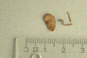  (Conocybe brachypodii - O-F-76627)  @11 [ ] by-nc-sa (2021) Unspecified University of Oslo, Natural History Museum