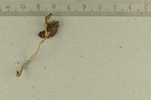  ( - O-F-76659)  @11 [ ] by-nc-sa (2021) Unspecified University of Oslo, Natural History Museum