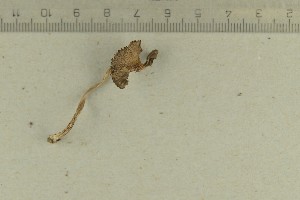 ( - O-F-76659)  @11 [ ] by-nc-sa (2021) Unspecified University of Oslo, Natural History Museum
