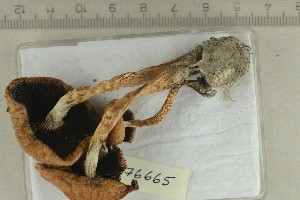  ( - O-F-76665)  @11 [ ] by-nc-sa (2021) Unspecified University of Oslo, Natural History Museum