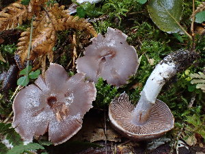  (Cortinarius biformis - O-F-76679)  @11 [ ] by-nc-sa (2022) Unspecified University of Oslo, Natural History Museum