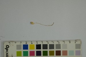  ( - O-F-76909)  @11 [ ] by-nc-sa (2023) Unspecified University of Oslo, Natural History Museum