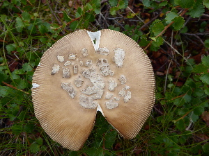  ( - TROM_F_26609)  @11 [ ] CreativeCommons - Attribution Non-Commercial Share-Alike (2018) Unspecified Tromsø University Museum