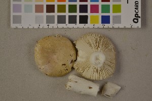  (Russula roseoaurantia - O-F-75461)  @11 [ ] Unspecified (default): All Rights Reserved  Unspecified Unspecified