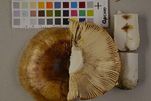  (Russula foetens - O-F-75493)  @11 [ ] Unspecified (default): All Rights Reserved  Unspecified Unspecified