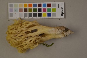  (Ramaria schildii - O-F-75497)  @11 [ ] Unspecified (default): All Rights Reserved  Unspecified Unspecified