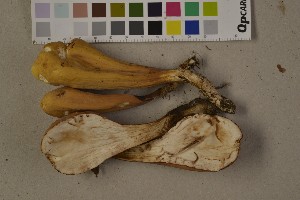  (Clavariadelphus pistillaris - O-F-75567)  @11 [ ] CreativeCommons - Attribution Non-Commercial (2014) Siri Rui Natural History Museum, University of Oslo, Norway