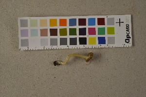  (Inocybe pelargonium - O-F-75794)  @11 [ ] CreativeCommons - Attribution Non-Commercial (2014) Siri Rui Natural History Museum, University of Oslo, Norway