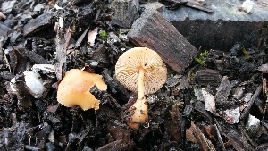  ( - TROM-F-17515)  @11 [ ] CreativeCommons - Attribution Non-Commercial Share-Alike (2018) Unspecified Tromsø University Museum