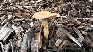  (Agrocybe cylindracea - TROM-F-17520)  @11 [ ] CreativeCommons - Attribution Non-Commercial Share-Alike (2018) Unspecified Tromsø University Museum