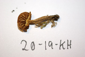  ( - O-F-256610)  @11 [ ] CreativeCommons - Attribution Non-Commercial Share-Alike (2019) Unspecified University of Oslo, Natural History Museum