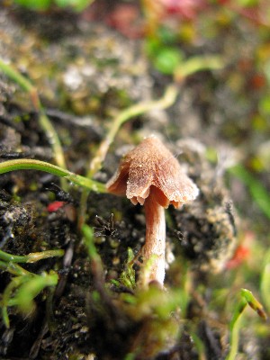  (Cortinarius rusticellus - O-F-256598)  @11 [ ] CreativeCommons - Attribution Non-Commercial Share-Alike (2019) Unspecified University of Oslo, Natural History Museum