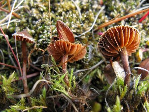  (Cortinarius scotoides - O-F-256624)  @11 [ ] CreativeCommons - Attribution Non-Commercial Share-Alike (2019) Unspecified University of Oslo, Natural History Museum