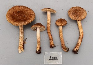  ( - O-F-258849)  @11 [ ] by-nc-sa (2021) Unspecified University of Oslo, Natural History Museum