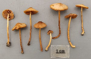  (Conocybe tenera_BD3 - O-F-258845)  @11 [ ] by-nc-sa (2021) Unspecified University of Oslo, Natural History Museum