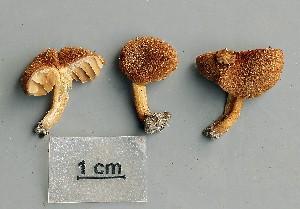  ( - O-F-258841)  @11 [ ] by-nc-sa (2021) Unspecified University of Oslo, Natural History Museum