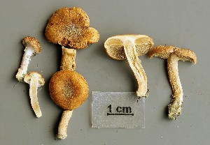  ( - O-F-258823)  @11 [ ] by-nc-sa (2021) Unspecified University of Oslo, Natural History Museum