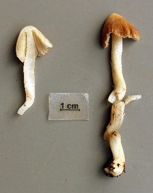  ( - O-F-258839)  @11 [ ] by-nc-sa (2021) Unspecified University of Oslo, Natural History Museum
