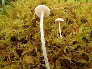  (Entoloma sericellum - O-F-259950)  @11 [ ] by-nc-sa (2023) Unspecified Norwegian University of Life Sciences