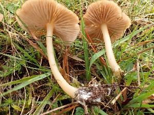  (Entoloma formosum - O-F-260669)  @11 [ ] by-nc-sa (2024) Unspecified Norwegian University of Life Sciences