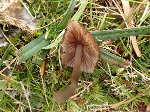  (Entoloma brunneoserrulatum - O-F-260696)  @11 [ ] by-nc-sa (2024) Unspecified Norwegian University of Life Sciences