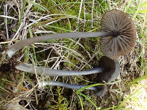  (Entoloma chalybeum - O-F-259912)  @11 [ ] by-nc-sa (2023) Unspecified Norwegian University of Life Sciences