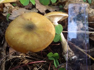  (Armillaria sp - NHMO-DFL-878)  @11 [ ] CreativeCommons - Attribution Non-Commercial Share-Alike (2015) Unspecified University of Oslo