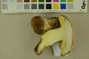  (Hemileccinum depilatum - O-F-256300)  @11 [ ] CreativeCommons - Attribution Non-Commercial Share-Alike (2018) Unspecified University of Oslo, Natural History Museum