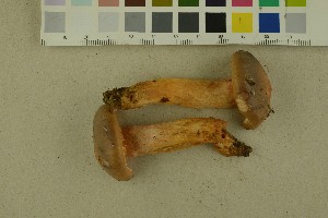  ( - O-F-256308)  @11 [ ] CreativeCommons - Attribution Non-Commercial Share-Alike (2018) Unspecified University of Oslo, Natural History Museum
