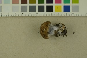  ( - O-F-256310)  @11 [ ] CreativeCommons - Attribution Non-Commercial Share-Alike (2018) Unspecified University of Oslo, Natural History Museum