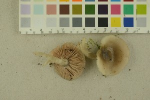  (Entoloma noordeloosii - O-F-256352)  @11 [ ] CreativeCommons - Attribution Non-Commercial Share-Alike (2018) Unspecified University of Oslo, Natural History Museum