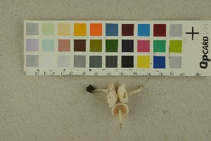  (Entoloma sericellum - O-F-256354)  @11 [ ] CreativeCommons - Attribution Non-Commercial Share-Alike (2018) Unspecified University of Oslo, Natural History Museum