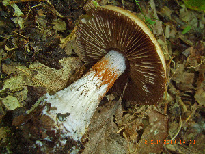  (Cortinarius subpurpurascens - O-F-256364)  @11 [ ] CreativeCommons - Attribution Non-Commercial Share-Alike (2018) Unspecified University of Oslo, Natural History Museum