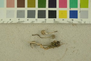  ( - O-F-256367)  @11 [ ] CreativeCommons - Attribution Non-Commercial Share-Alike (2018) Unspecified University of Oslo, Natural History Museum