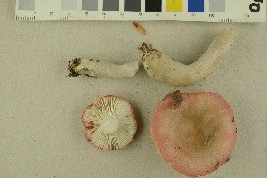  (Russula grisescens - O-F-256370)  @11 [ ] CreativeCommons - Attribution Non-Commercial Share-Alike (2018) Unspecified University of Oslo, Natural History Museum