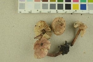  (Cystolepiota sp - O-F-256385)  @11 [ ] CreativeCommons - Attribution Non-Commercial Share-Alike (2018) Unspecified University of Oslo, Natural History Museum