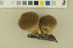  (Lycoperdon echinatum - O-F-256403)  @11 [ ] CreativeCommons - Attribution Non-Commercial Share-Alike (2018) Unspecified University of Oslo, Natural History Museum