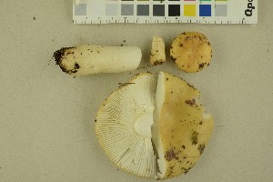  (Russula ochroleuca - O-F-256423)  @11 [ ] CreativeCommons - Attribution Non-Commercial Share-Alike (2019) Unspecified University of Oslo, Natural History Museum