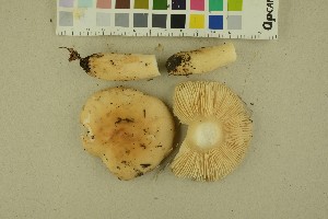  (Russula fellea - O-F-256425)  @11 [ ] CreativeCommons - Attribution Non-Commercial Share-Alike (2019) Unspecified University of Oslo, Natural History Museum