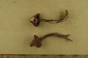  ( - O-F-256447)  @11 [ ] CreativeCommons - Attribution Non-Commercial Share-Alike (2019) Unspecified University of Oslo, Natural History Museum