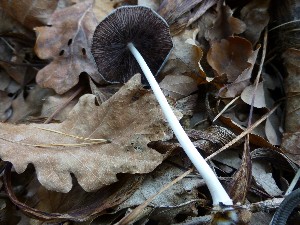  (Coprinopsis radians - O-DFL-452)  @11 [ ] CreativeCommons - Attribution Non-Commercial (2015) Unspecified University of Oslo, Natural History Museum