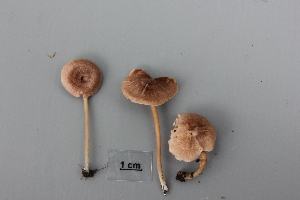  (Entoloma ritae - NHMO-DFL-808)  @11 [ ] CreativeCommons - Attribution Non-Commercial Share-Alike (2015) Unspecified The Norwegian Institute for Nature Research