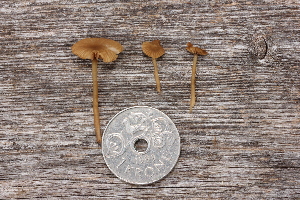  (Agrocybe sp. TEB01 - NHMO-DFL-816)  @11 [ ] CreativeCommons - Attribution Non-Commercial Share-Alike (2015) Unspecified The Norwegian Institute for Nature Research