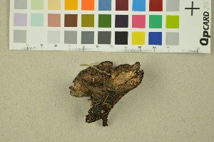  (Phellodon sp - O-F-251445)  @11 [ ] CreativeCommons - Attribution Non-Commercial Share-Alike (2016) Unspecified University of Oslo, Natural History Museum