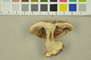  (Cortinarius argenteolilacinus - O-F-251516)  @11 [ ] CreativeCommons - Attribution Non-Commercial Share-Alike (2016) Unspecified University of Oslo, Natural History Museum